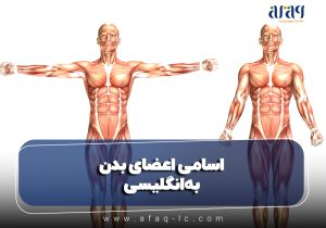 اسامی اعضای بدن به انگلیسی: راهنمای جامع و کاربردی