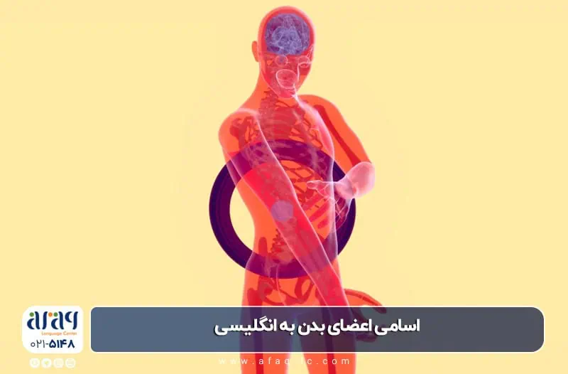 اسامی اعضای بدن به انگلیسی: راهنمای جامع و کاربردی
